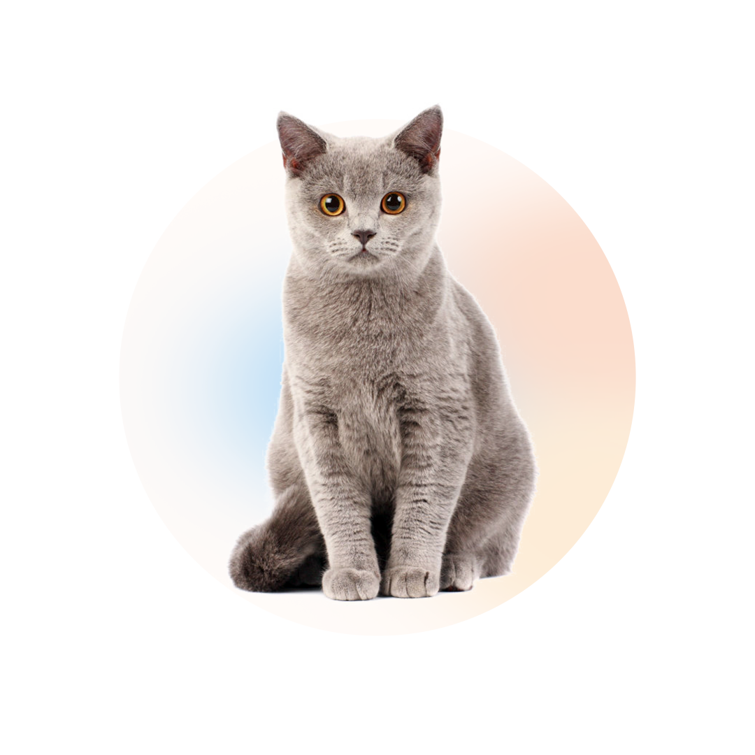 Gatos
