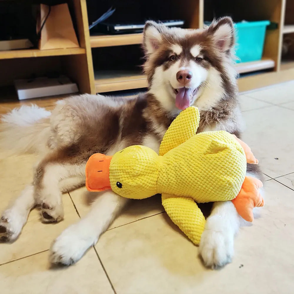 Pato de gran tamaño